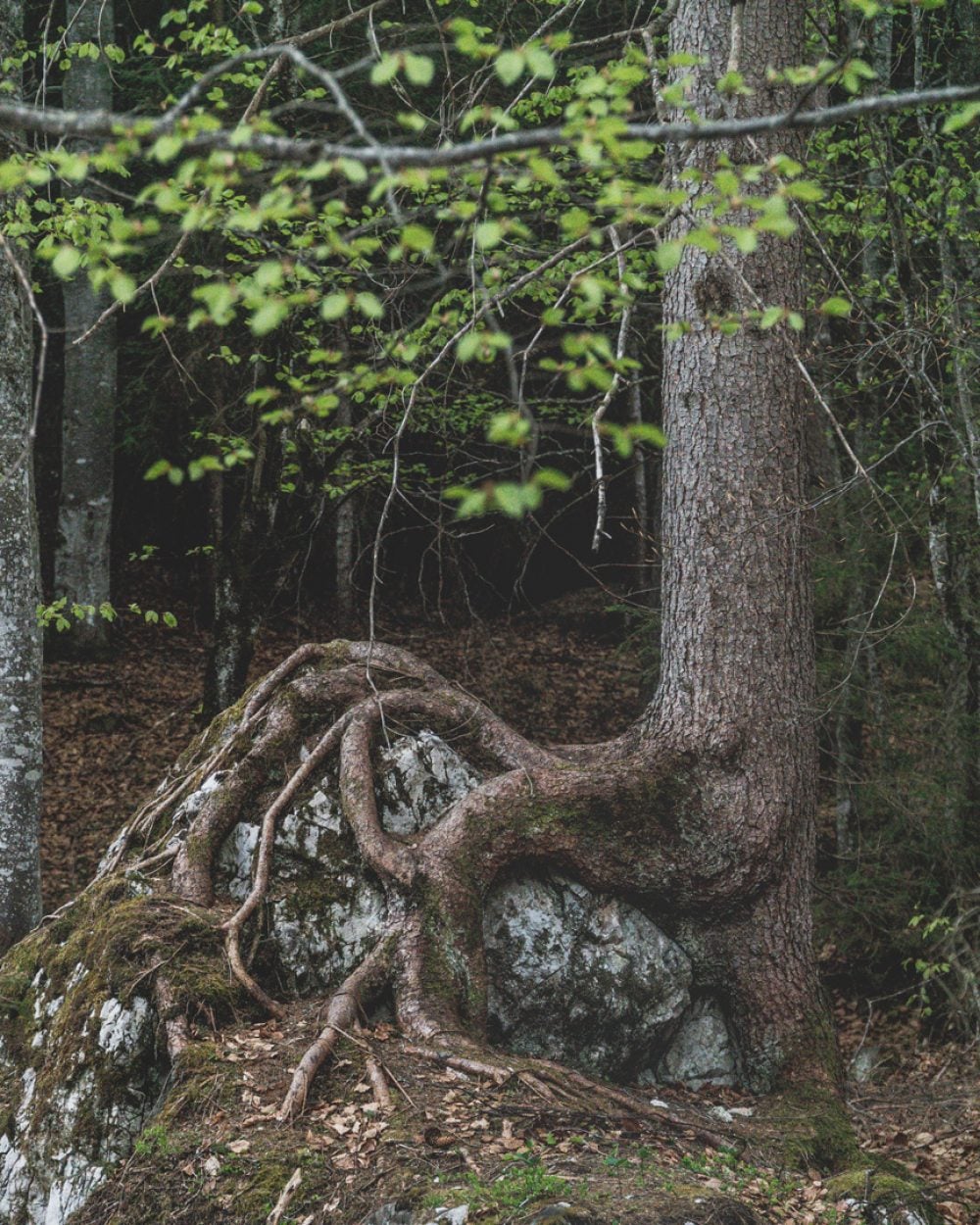 Hiking to Neue Alplhütte // myinnsbruck