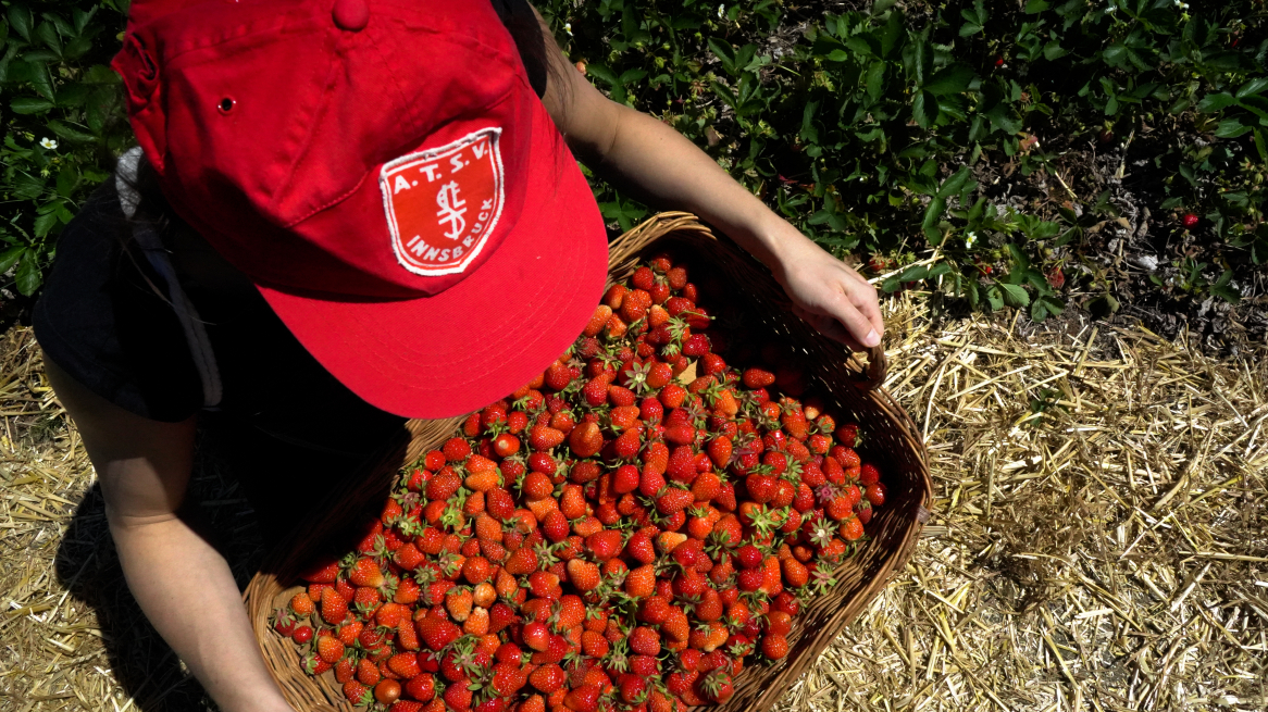 Strawberry picking innsbruck
