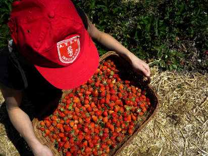 Strawberry picking innsbruck