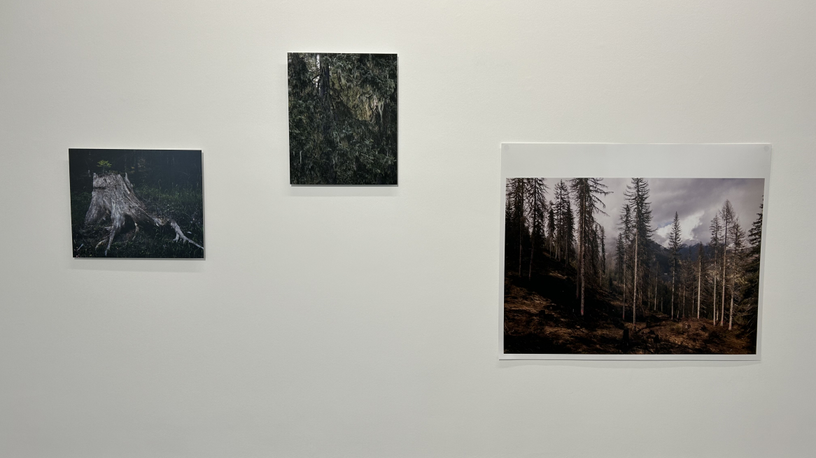 Uno scorcio della mostra „Forest Komplex“ alt BTV Stadtformun Innsbruck, Foto © Laura Manfredi