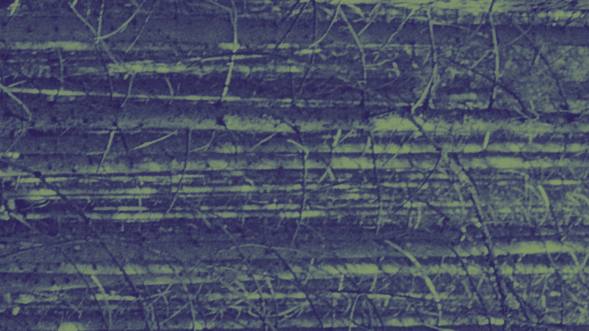 La mostra „The Secret Life of Plants and Trees“ al Kunstpavillon, Foto © Andrei Siclodi