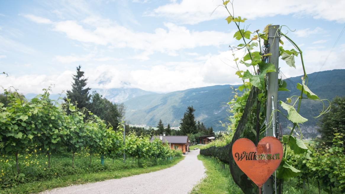 Der Besuch startet am oberen Ende des Weinbergs. Foto: © Lea Hajner