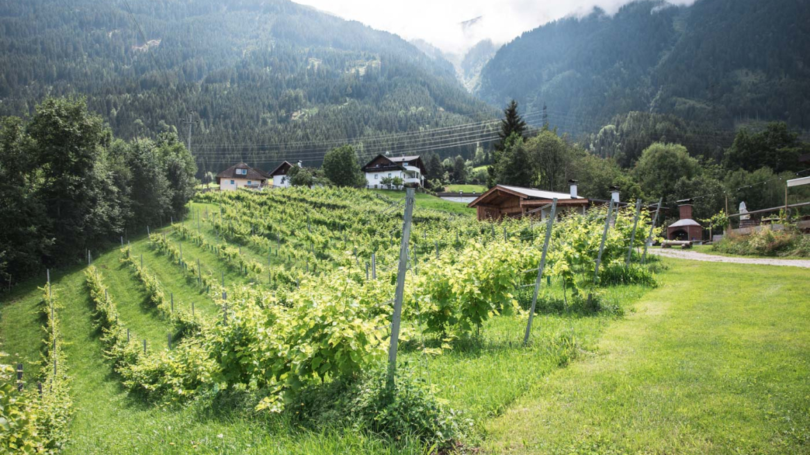 Der Weinberg von unten.