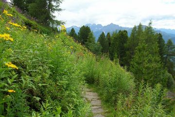 Alpengarten Patscherkofel