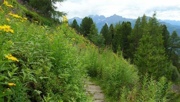 Alpengarten Patscherkofel