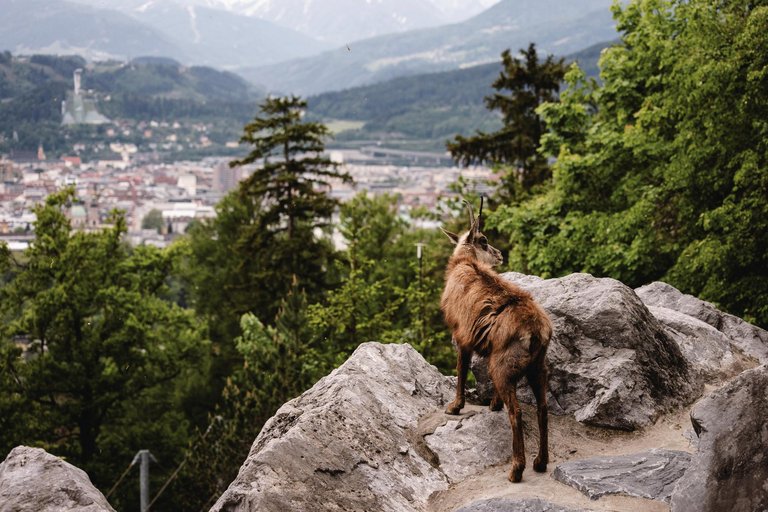 Alpenzoo 