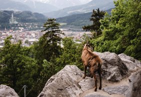 Alpenzoo 