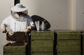 Kleine Tiere, große Helfer: die Welt der Bienen