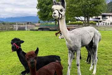 Yoga with the alpacas at the Oettlhof