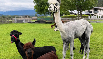 Yoga with the alpacas at the Oettlhof