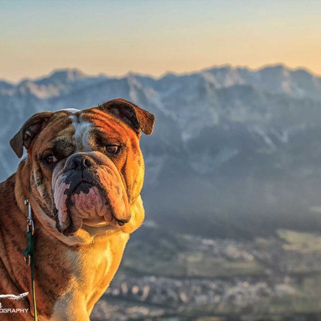 Hiking with your dog