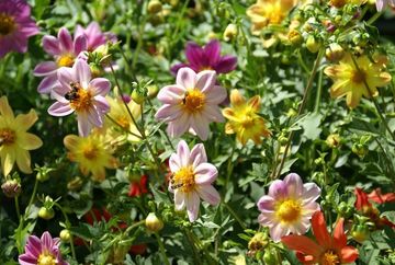 Botanischer Garten