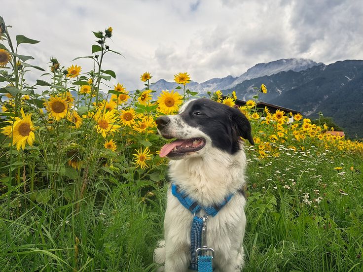 Vacanza con il cane: a quattro zampe attraverso Innsbruck