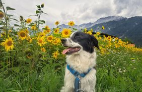 Vacation with dog: on four paws through Innsbruck