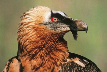 Zoo alpin