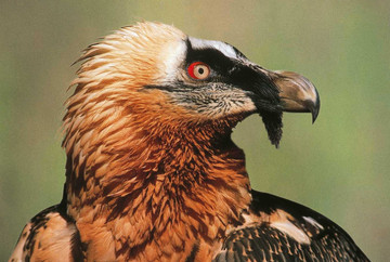 Zoo alpin