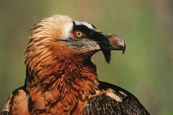 Alpenzoo Innsbruck Achtung RECHTE