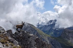 Wild Innsbruck