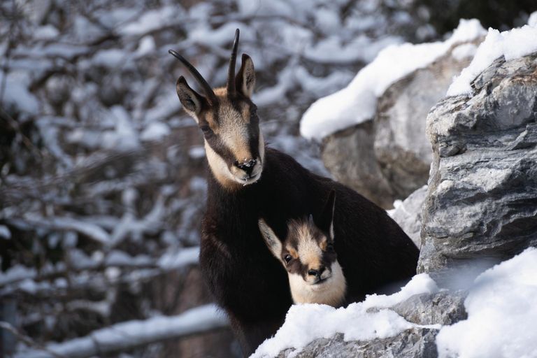 Alpenzoo