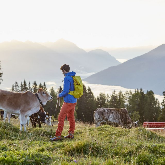 Los pastos alpinos no son un parque zoológico y las vacas no son animales domésticos