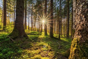 Ullwald-Runde Ullwald-Runde