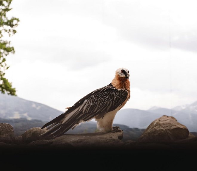 Zoo alpin