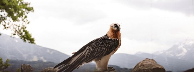 Alpenzoo