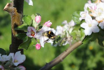 Obstbau Ligges