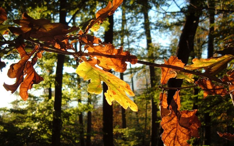 Bain de forêt sous les chênes