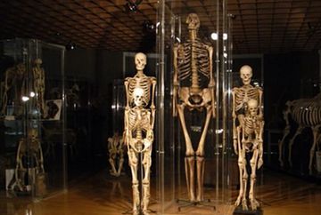 Anatomisches Museum Innsbruck