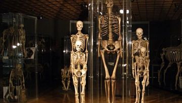 Museo dell´Istituto di Anatomia