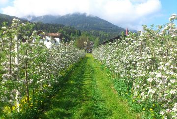 Obstbau Ligges