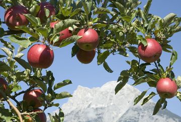 Obstbau Ligges