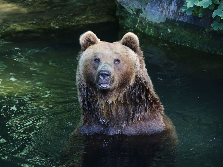 Dieren kijken in de Innsbruck Alpine Zoo