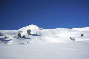 Wildkopf