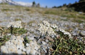 Entre les pins du Patscherkofel