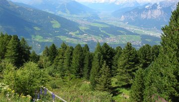 Alpengarten Patscherkofel
