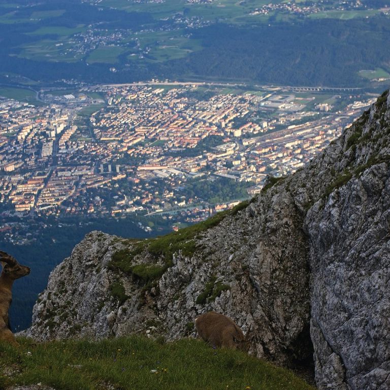 Stambecco nel suo habitat naturale