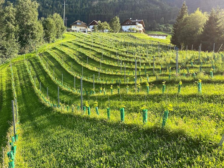 Weingut Romasi – Rustikaler Genuss im Weingarten