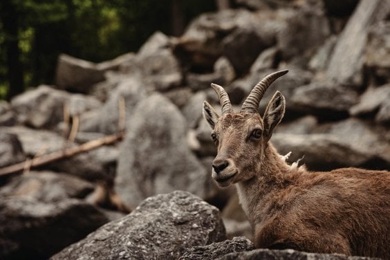 Alpenzoo 