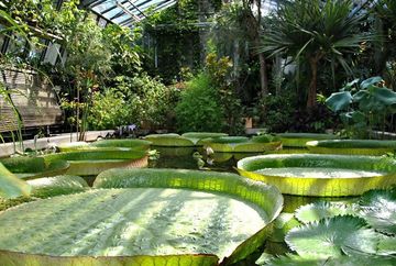 Invernadero del Jardín Imperial