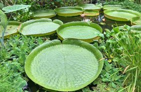 Notre palmeraie, une forêt tropicale exotique