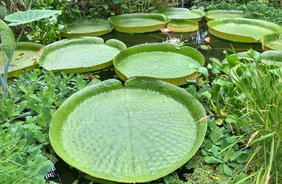 Unser Palmenhaus, ein exotischer Regenwald