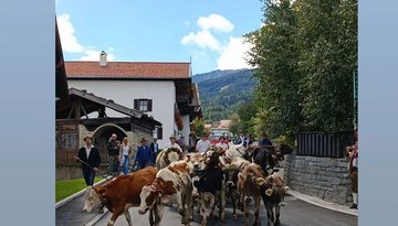 Cattle drive down from the mountains