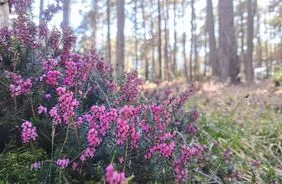 Randonnée au printemps : tout en rose !