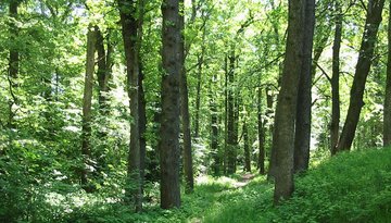 Naturdenkmal Stamser Eichenwald