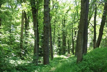 Natuurmonument Stamser eikenbos