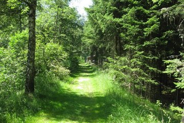 Frondosos bosques alrededor de Rauschbrunnen y Höttinger Bild
