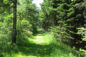 Frondosos bosques alrededor de Rauschbrunnen y Höttinger Bild