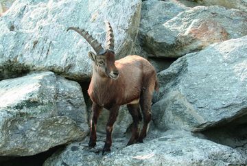 Alla Hungerburg, passando per l’Alpenzoo